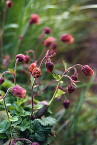 Geum rivale